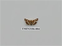 藏品(螟蛾181)的圖片